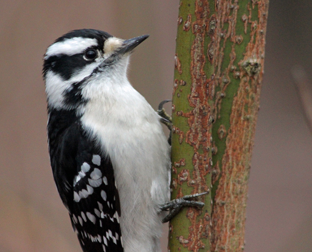 Woodpeckers Of Ohio Lake Metroparks   Downy Woodpecker 634 Tony Gazso 